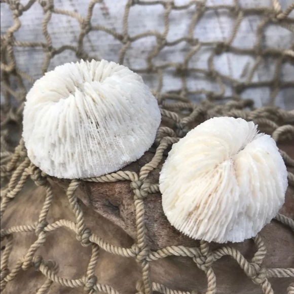 COPY - (2) Real Mushroom Cap Corals Lot - Picture 8 of 11